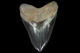 Serrated, Fossil Megalodon Tooth - Beautiful Enamel #129448-1